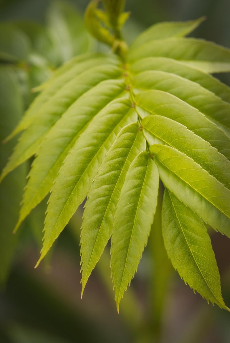 Green Oasis Solutions