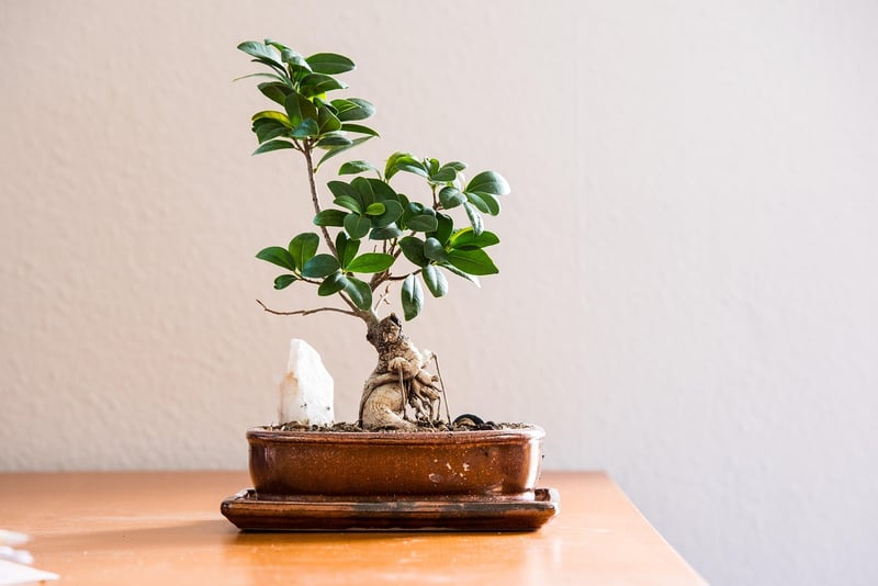Botanical Living Room