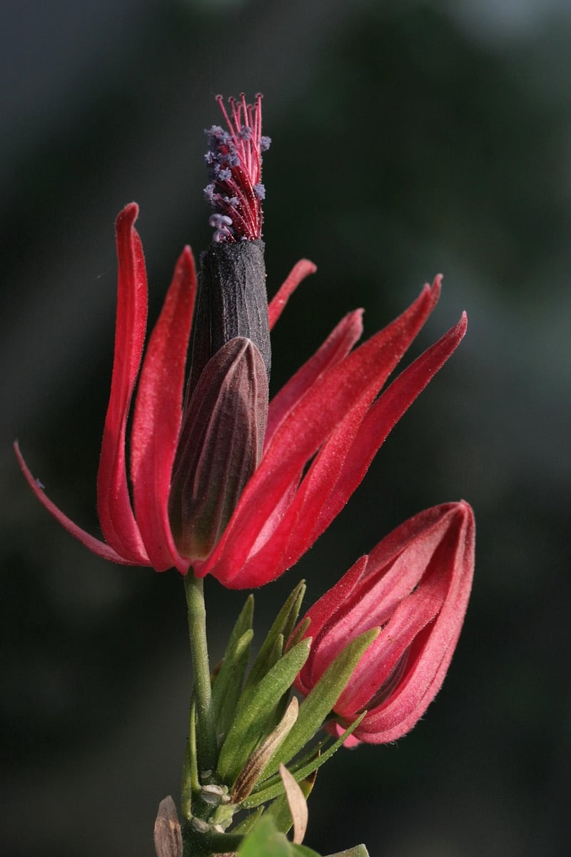 Botanical Decor